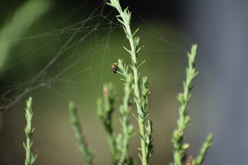 spider on the web