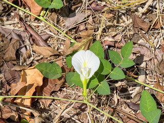 A white pea with its green leaves on the ground