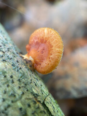 mushroom on a tree