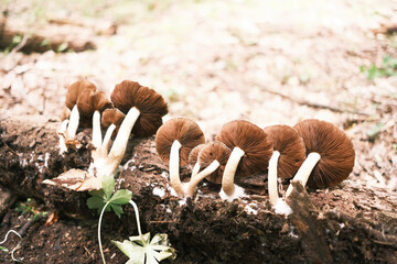 mushrooms in the forest