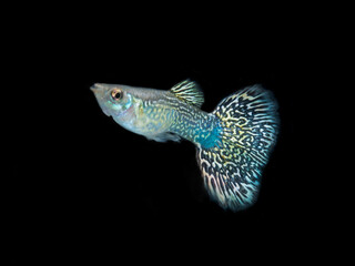 guppy fish isolated on black