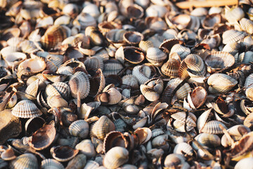 seashells on the beach