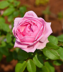 pink rose in garden