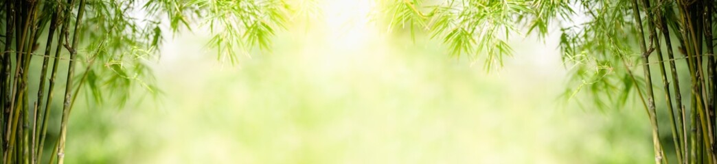 Panele Szklane  Natura zielony liść bambusa w ogrodzie w lecie. Naturalne zielone liście rośliny wykorzystujące jako wiosenne tło strony tytułowej zieleń środowisko ekologia tapeta