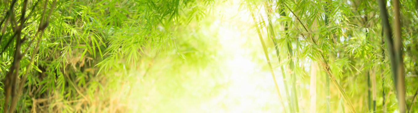 Nature of green leaf bamboo in garden at summer. Natural green leaves plants using as spring background cover page greenery environment ecology wallpaper