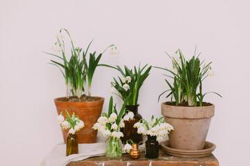 Fototapeta premium Spring plants in clay pots and flowers in glass bottles on rustic wood with textile. Hello spring