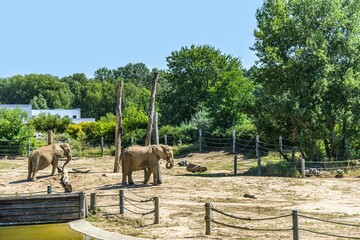 Fototapeta na wymiar elephants live in a zoo, animals in captivity