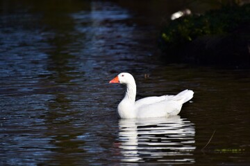 A white goose swims on a lake