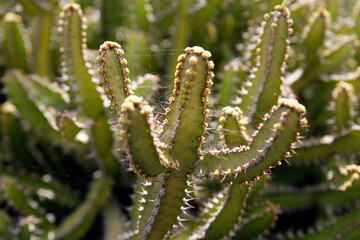 CANARY ISLANDS LANZAROTE CACTUS