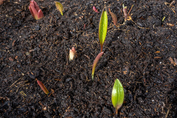 Lily flower sprouts in early spring garden, spring awakening and grow concept. Fresh green plants on flowerbed. Spring backdrop with copy space.