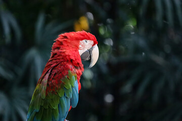 Fototapeta na wymiar Close up haed the red macaw parrot bird in forest