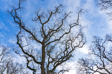 In the middle of winter, the bare crowns of these trees in the De Horsten park in Wassenaar stand out sharply against the blue sky