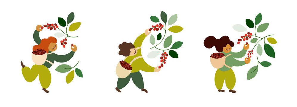 Set of vector illustrations with coffee pickers. People harvesting ripe red berries from trees branches. Happy farmers picking coffee beans in basket by hand. Laborers work on farm. Design for package