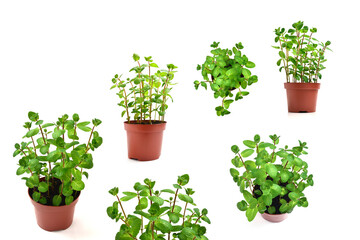 Fresh mint in a pot isolated on white background.