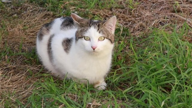 chat blanc et gris assis dans l'herbe