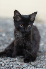 Naklejka na ściany i meble Black lonely kitten sits on gray gravel