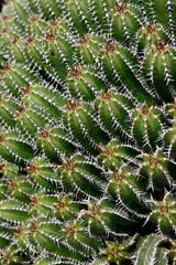 CANARY ISLANDS LANZAROTE CACTUS