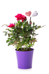 Rose plant in pot isolated on white background