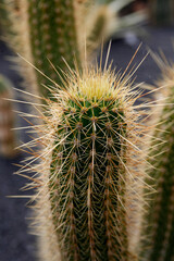 CANARY ISLANDS LANZAROTE CACTUS