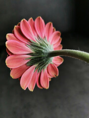 Back of a pink gerbera flower on a gray background