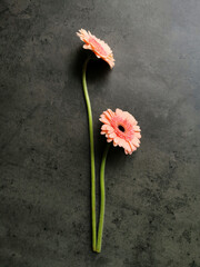 Top view of beautiful orange gerberas on a gray background