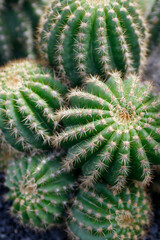 CANARY ISLANDS LANZAROTE CACTUS