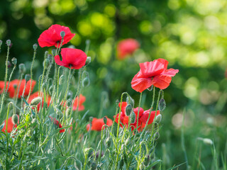 Field of subtle red poppy flowers - Papaver Rhoeeas against green background. Backlight. Sunny day. Shallow depth of field. 