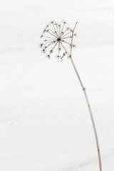 Vertical photo of isolated dry brown dead Apiaceae or Umbelliferae or umbellifer or carrot plant with head of seeds in snow - obrazy, fototapety, plakaty