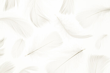 Fototapeta na wymiar Feather pattern texture. Nature abstract bird feather closeup on white background in macro photography. Glamorous sophisticated airy artistic image on soft blurred background.