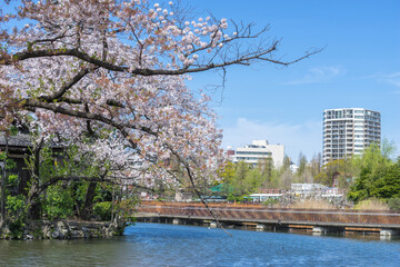 Obraz premium The beautiful scenery at the lake of Ueno Park, Japan among the cherry blossoms that are blooming beautifully.