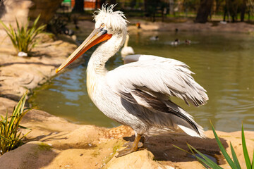 Dalmatian pelican in the park