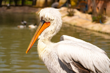 Dalmatian pelican in the park