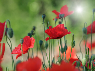 Field of subtle red poppy flowers - Papaver Rhoeeas against green background. Backlight. Shallow depth of field. 