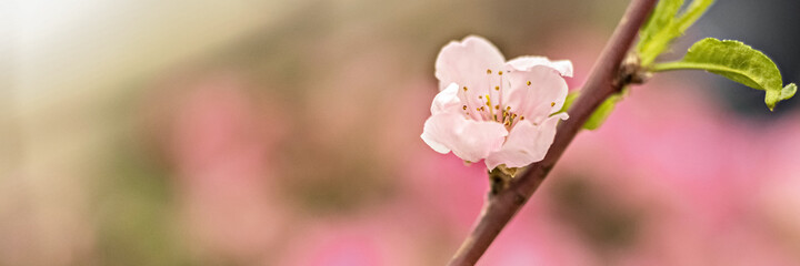A macrophotography of a pink cherry blossom. Sakura blossom.