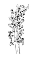 Hyacinth Black White Stock Illustrations. Vector image
