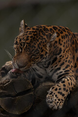 jaguar licking his paws and sitting on some wood