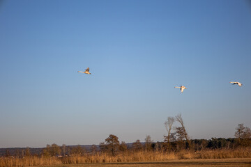 a flock of young swans in the early springtime sun