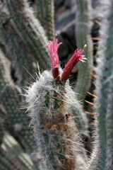 CANARY ISLANDS LANZAROTE CACTUS