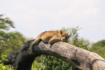 Lioness on the tree in the savannah  in Tarangire national park, Tanzania  © nadia