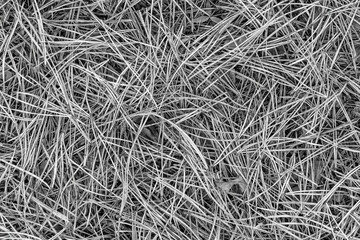 fall brown lying leaves and pine needles season background, autumn nature texture of a ground, fallen leaf backdrop