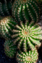 CANARY ISLANDS LANZAROTE CACTUS