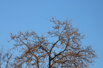 Bare oak tree against blue sky 