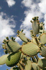 CANARY ISLANDS LANZAROTE CACTUS