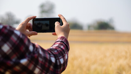A young agricultural engineer taking pictures in a golden barley field with a phone in hand in early summer.