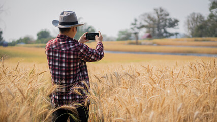 Naklejka na ściany i meble A young agricultural engineer taking pictures in a golden barley field with a phone in hand in early summer.