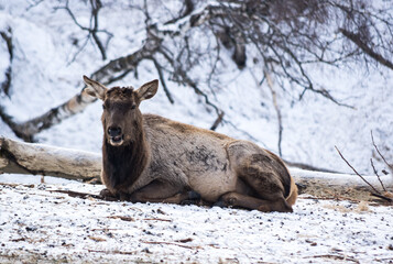 View of maral (Cervus elaphus sibiricus)
