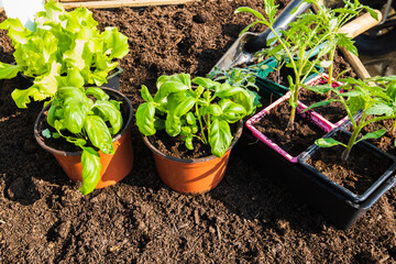 pots of young vegetable plants for transplanting in the garden in spring