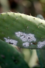 CANARY ISLANDS LANZAROTE CACTUS