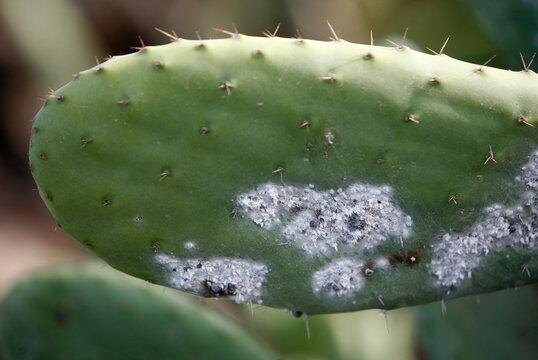 CANARY ISLANDS LANZAROTE CACTUS