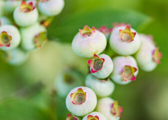 close up of blueberries